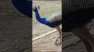 # peacock  nd koyal vioce