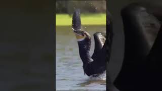 The great Cormorant catches fish underwater and swallows it's prey whole #shorts #ytshorts #wildlife