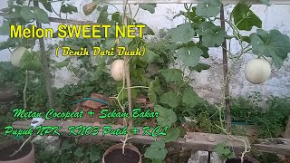 Melon SWEET NET Biji Turunan Buah | Cara Menanam Melon Dari Biji Di Galon