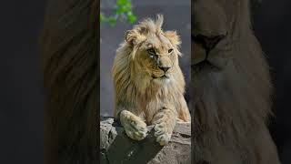 Animal lion