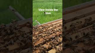 A view inside a beehive!