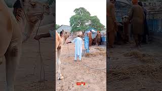 تحميل الجمل #ytshorts #camelloading #cameltransport #cameltruck #shorts #camellife #camelculture