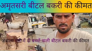 पंजाब बॉर्डर पर अंबाला की बकरा मंडी।l Punjab border per Ambala ki Bakra Mandi.8295530628.