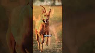 Learn More About The Beautiful Pharaoh Hound