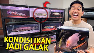 KONDISI SEMUA IKAN DI RUMAH JADI GALAK?! INI DIA SEMUA IKAN AKU SEKARANG!