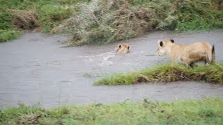 Lion cub and mother cross flooded river