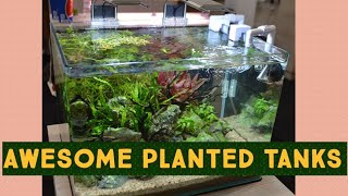 planted fish tank|planted tank setup|planted aquarium