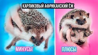 ПЛЮСЫ И МИНУСЫ КАРЛИКОВОГО АФРИКАНСКОГО ЕЖА | Не Покупай, Пока Не Посмотришь