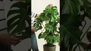 Monstera Deliciosa (Gatenplant)