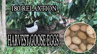 180 Days of relaxtion - Harvest goose eggs | cafe TV