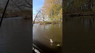 pymatuning crappie with a mepps black fury #2 #blackcrappie #pymatuning #mepps