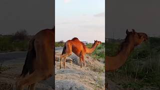 Camel from road to ground