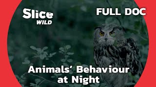 What Do Animals Get Up to When the Sun Goes Down? | SLICE WILD | FULL DOCUMENTARY