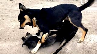 Dogs fighting or playing |الكلاب تقاتل او  تلاعب | perros peleando o jugando | 狗打架或玩耍