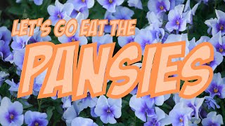 Let's Go Eat The Pansies