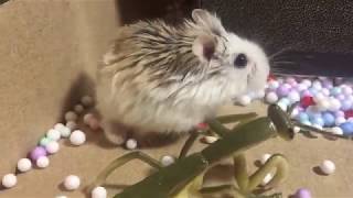 Funny hamster. Escape from box.   Cute and Funny moments of the animals