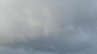 Bald Eagles flying