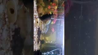 Fish Aquarium #fish #shortsvideo #ytshort#worldenvironmentday#viralvideo