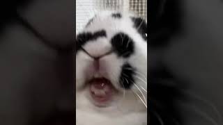 Cutest Bunny Yawn #shorts