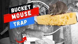 Walk the plank type mouse trap. 11 mice in one night.