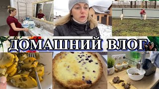 Vlog: заболел ЖИВОТ/укрываем САЖЕНЦЫ/ потекла КРЫША/ пеку СМЕТАННИК