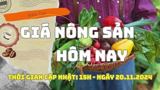 Giá nông sản hôm nay 20.11: Giá hồ tiêu tiếp tục sụt giảm| Báo Lao Động