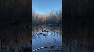 No ducks in the flooded rice today. #shorts #duckhunting #duckblind #labradorretriever