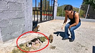 Unable to walk, puppy is found abandoned in the middle of bushes