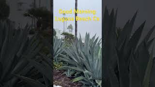 Good Morning Laguna Beach Ca / #lagunabeach #goodmorning #californiacoast #shortvideo #shorts