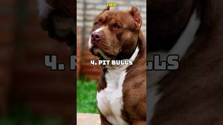 10 Most Aggressive Dog Breeds in America