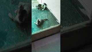 View from my door #kitty #cat #kitten #catlover #funnykittens #crazykitty #shortsvideo