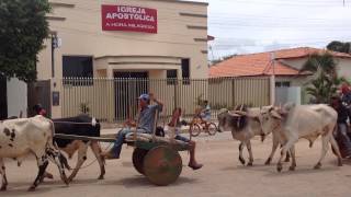 Passeata de Carro de Boi em Pindaí  BA...