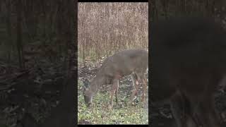 Handgun hunting whitetail