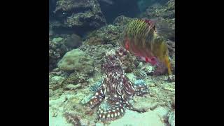 Wrasses & groupers try to steal eggs from under the Octopus's mantle at Koh Bida Nok | Diving Phuket