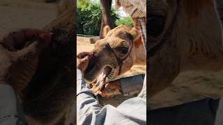 The sound of a camel in distress #shorts  #shortvideo  #youtubeshorts