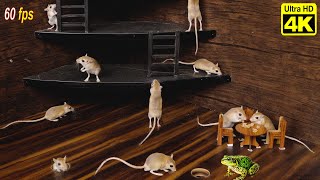 Cat Games on Screen | Mice and Frog Hide & Seek in Mouse Jerry Hole | 4K UHD 60fps