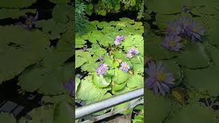 Water Lilies in full bloom, Kyoto botanical garden, Japan