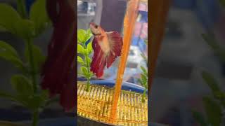 MY BETTA FISH TANK SETUP || 2 BEAUTIFUL BETTA FISH || FIGHTER FISH ||#shorts #aquarium #bettafish