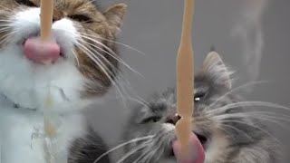 For a good mood | More of the Funniest Cats Video * Compilation 5