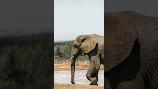 What Happens to an Elephant When It Dies? #shorts #short #elephantdeath