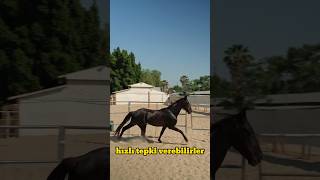 Atların davranış özellikleri ￼#horse #at #tay