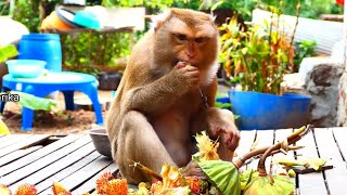 Very Good Mommy Phimly Sit Eating Mao fruit and lotus fruit really neatly