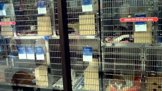 Koda in Pet Smart - Part 1