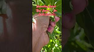 Harvesting Bay leaves “Laurel” In Dad’s Garden #waymaker