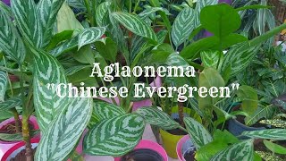 Aglaonema Propagation and Care | Chinese Evergreen Varieties