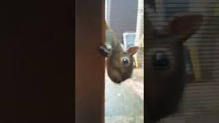 Squirrel Comes By To Say Hello