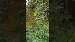 Sunny Splendor: Beautiful Tecoma Flower Plants in Home Garden 🌼🏡 #Shorts  #flowers #tecoma