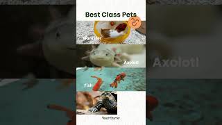 Best Classrom Pets #shorts #elementaryschool #classroompets #pets