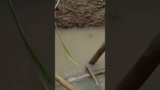 mancing || mancing lele || mancing disawah #videoshorts #tunggupancing #ikanlele #shorts #short