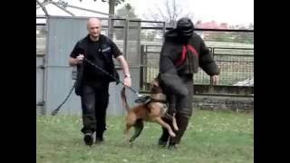 Malinois attacks goes Hollywood style